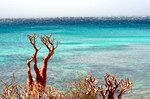 Summer on Socotra. A trip to the north-east of the island