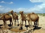 Fortunes of camels