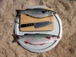 Fish on Socotra