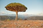 Photos and videos of Socotra