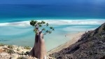 Basic camping tour around Socotra 2024