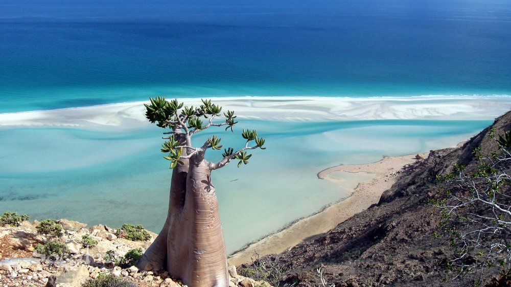 Socotra, Iêmen. Fonte: www.socotra.info