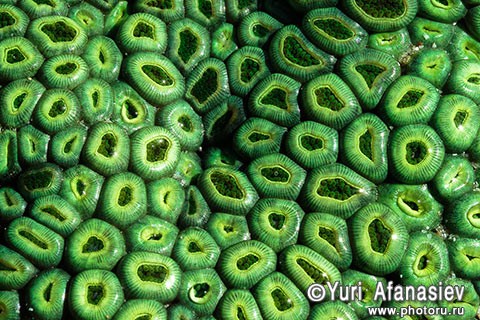 Socotra Picture of the Day: macro coral
