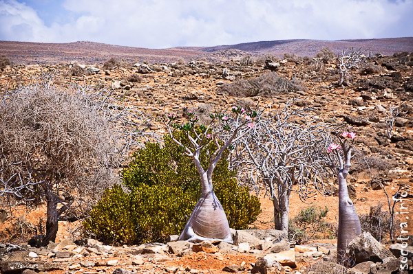 Socotra Picture of the Day: Bushes and trees in the dry season