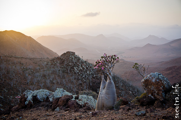Socotra Picture of the Day: Evening landscape on the plateau Mumi