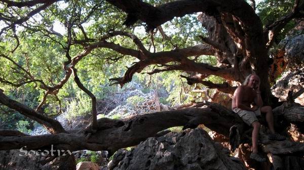 Socotra Picture of the Day: Old tree in wadi Ayaft