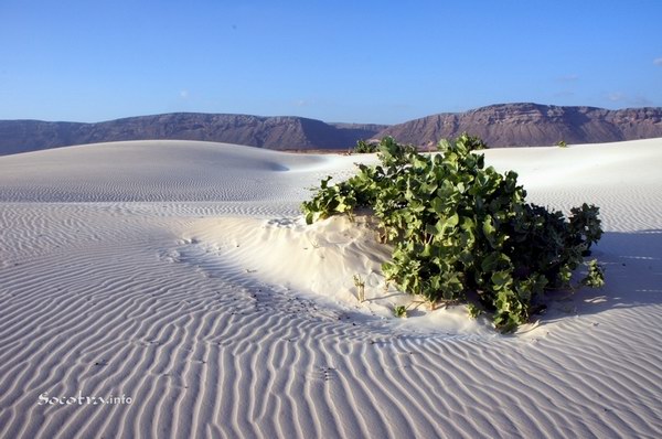 Socotra Picture of the Day: The bush in the desert