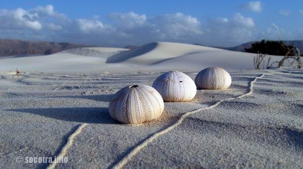 Socotra Picture of the Day: once in Socotra