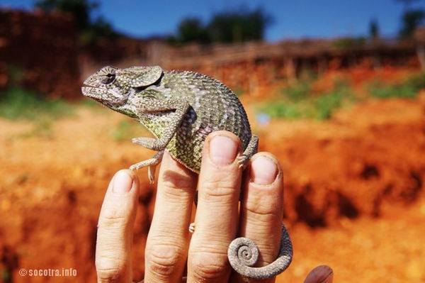 Socotra Picture of the Day: chameleon