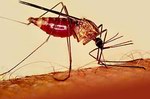 Socotra Island is free of malaria