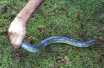 Socotran eels