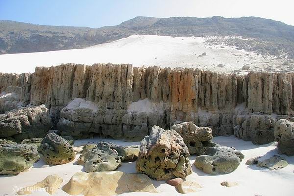 Socotra Picture of the Day: Delisha