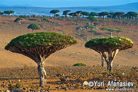 Socotra Picture of the Day: Dragon trees on the plateau Dixam