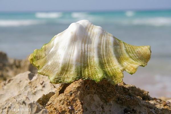 Socotra Picture of the Day: shell 