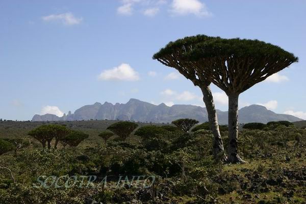 Socotra Picture of the Day: dragon tree in Dixam area