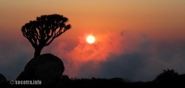 Socotra Picture of the Day: dragon tree at sunset