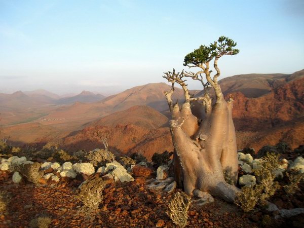 Socotra Picture of the Day: Bottle trees on the plateau Mumi