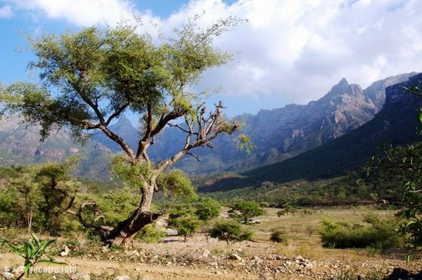 Socotra Picture of the Day: valley Ayaft