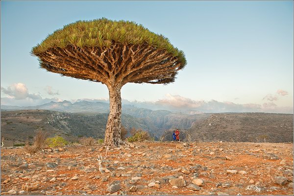 Socotra Picture of the Day: Dragon blood tree