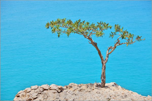 Socotra Picture of the Day: incense tree 
