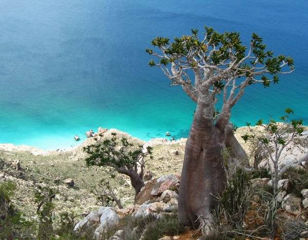 Socotra Picture of the Day: Bottle tree 