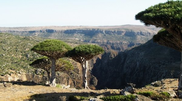 Socotra Picture of the Day: Dragon`s blood tree at Dixam plateau