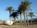 What to do in Hadibo - the capital of Socotra